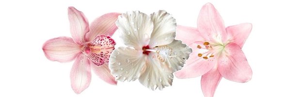 jimboscc Profile Banner