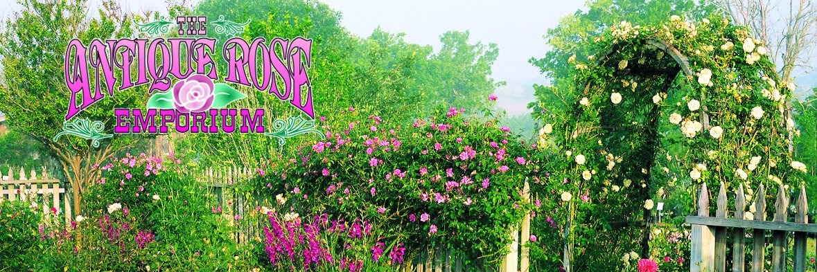 weareroses's profile banner image