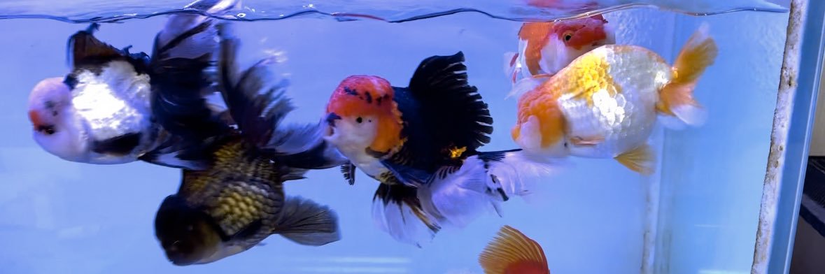 アクアリミテッド banner