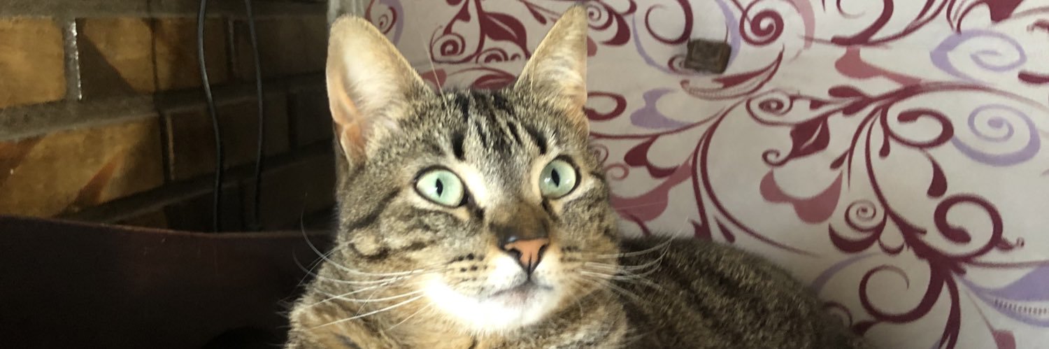 lauradapper_'s profile banner image
