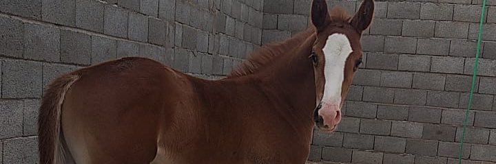FahedRazney's profile banner image