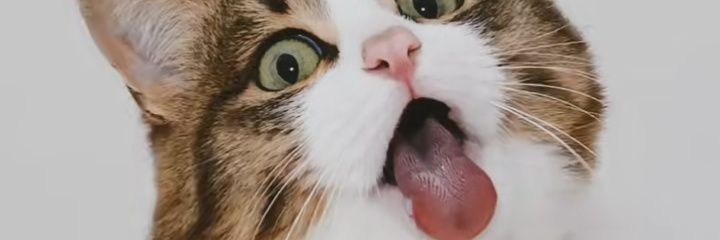 popykiw's profile banner image