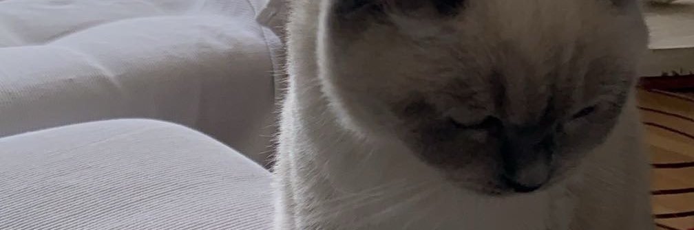 canselyav's profile banner image