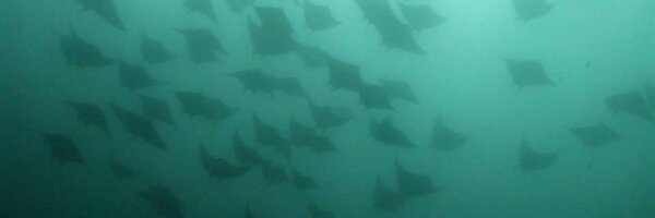 nbelluk Profile Banner