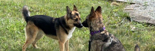 DebieColtsGirl Profile Banner