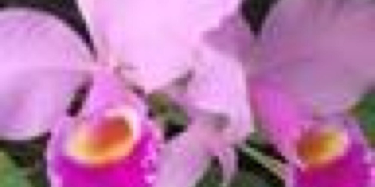 Gloria P. Vargas banner