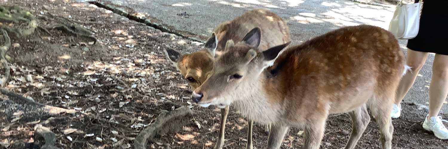 CHIKAKO Morishita banner