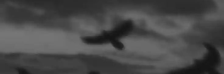 【+18】🐈‍⬛✦ InkCat ☁ banner