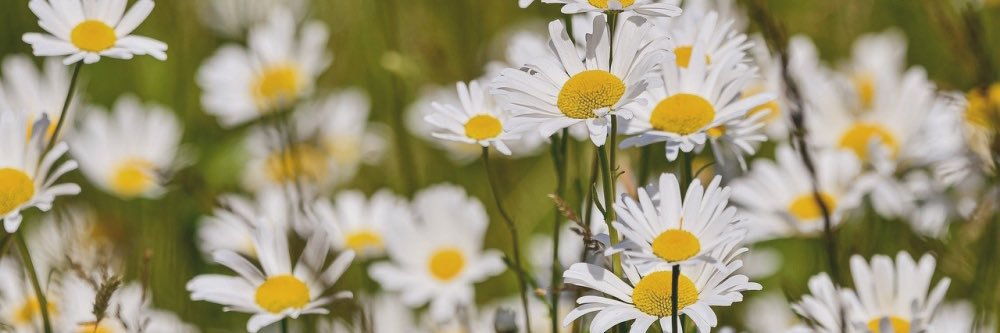 lovesick girl banner