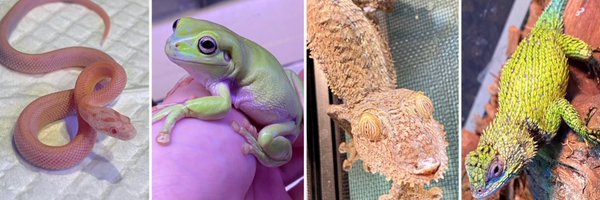 stw_ikimono Profile Banner