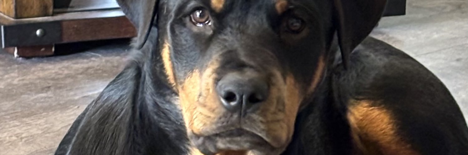 daveinthedesert banner