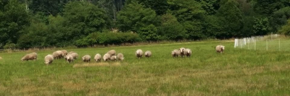 Cdn Sheep Federation banner