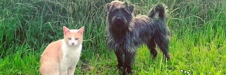 Nick P. Love 🦊🇸🇭 banner