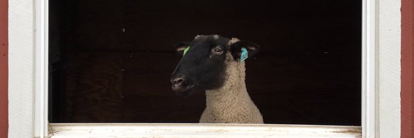 ElvisGal Profile Banner