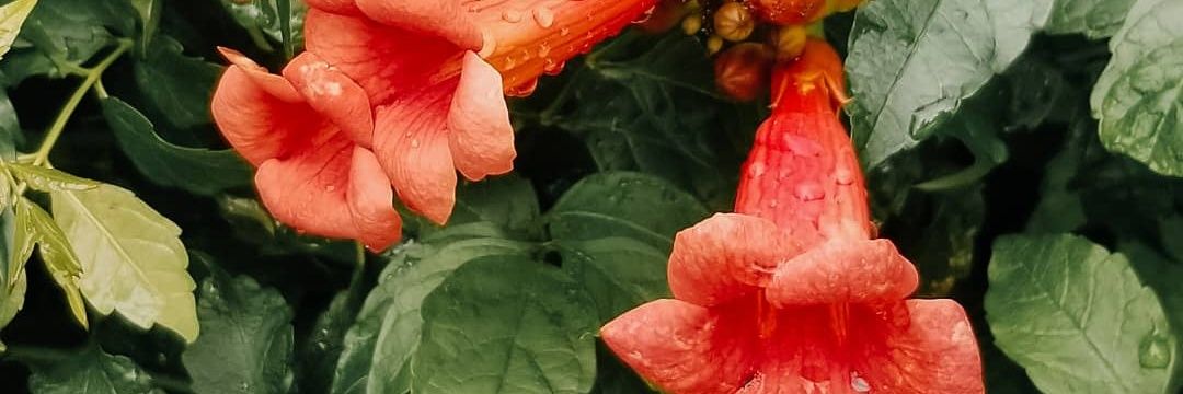 Lita (she/they) banner