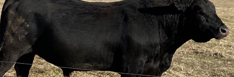 thepluckerproject banner