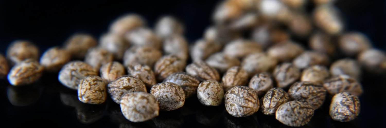 SpeedRunSeeds banner