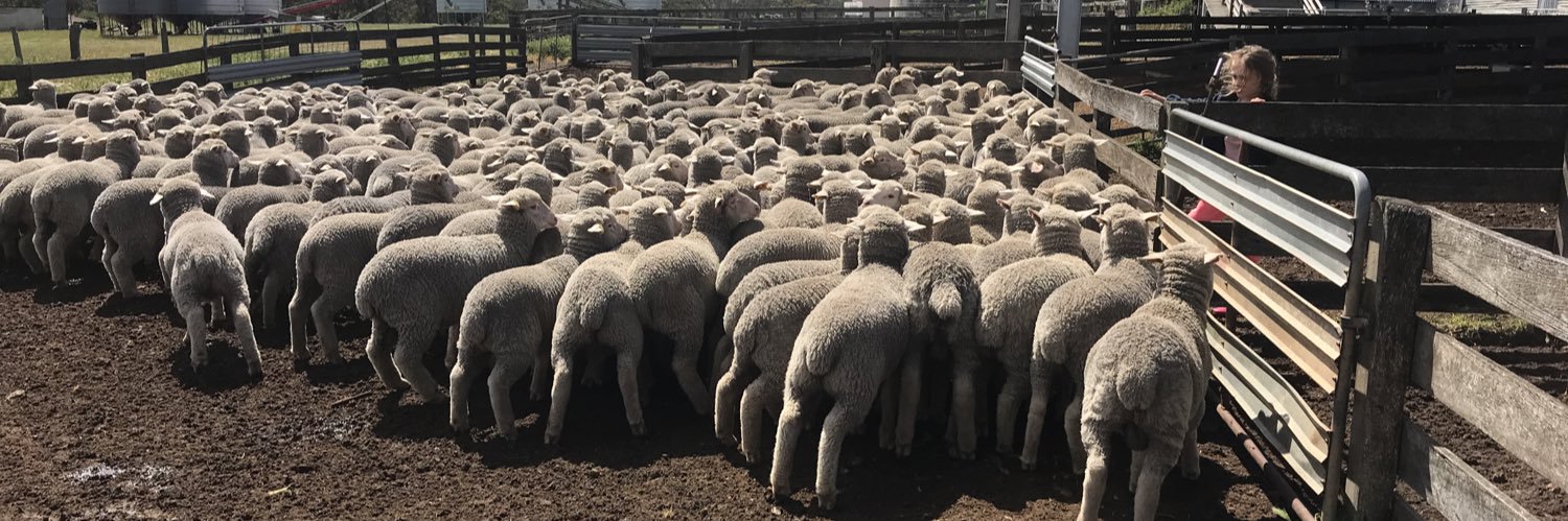 Marcus Sounness 🐑☘️🌾 banner