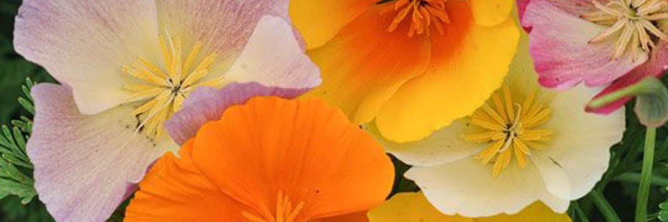 Anazmith's profile banner image