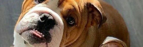 Patrick Tryst's Dog Family 🐶 Profile Banner