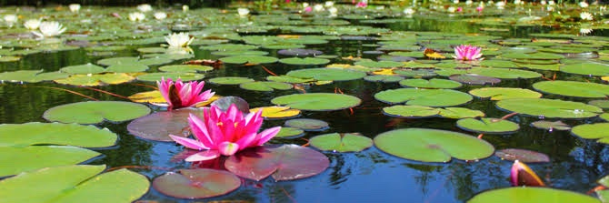 🪷はっすん🪷 banner