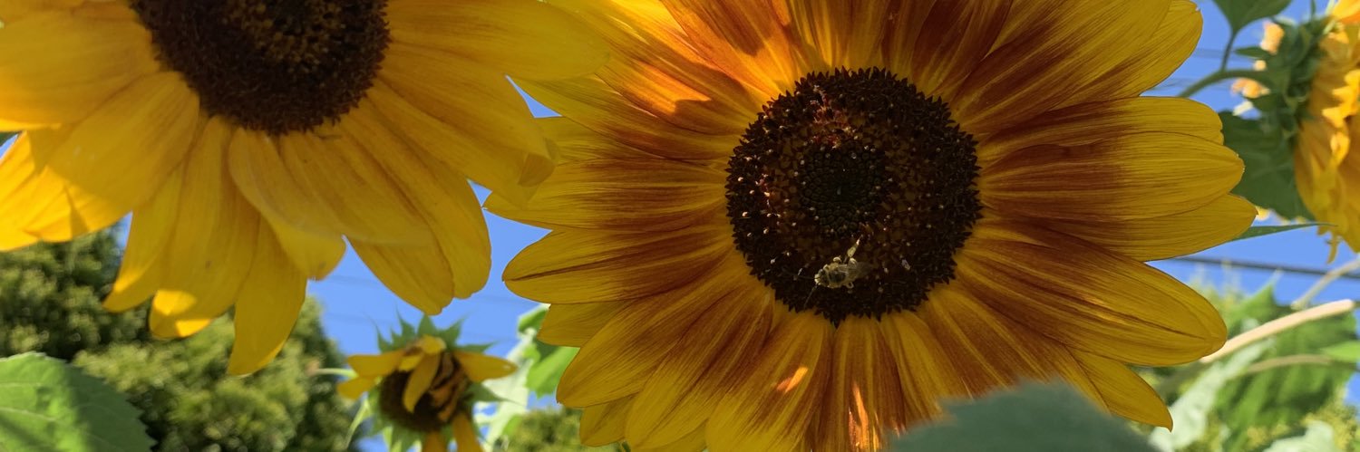 AngelaAtSea's profile banner image