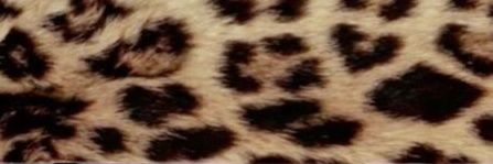 Dino banner