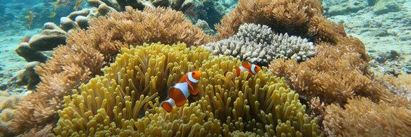 scubasirens Profile Banner