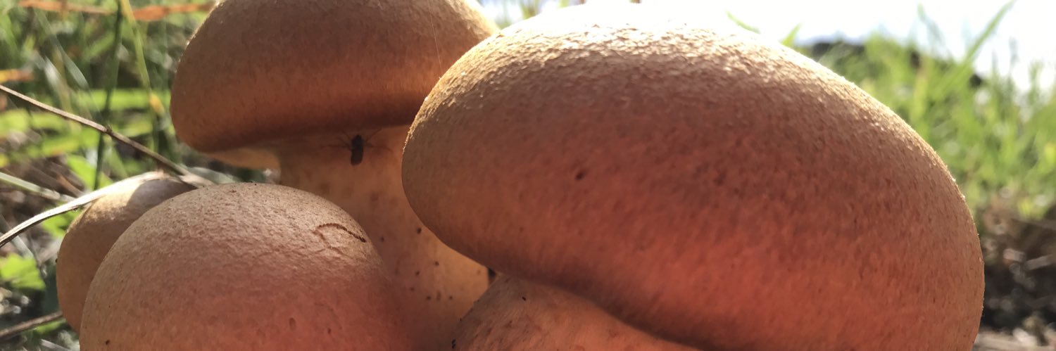 TreeMicrobiome banner