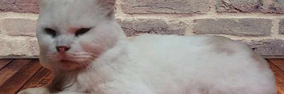 Suzantiaa's profile banner image