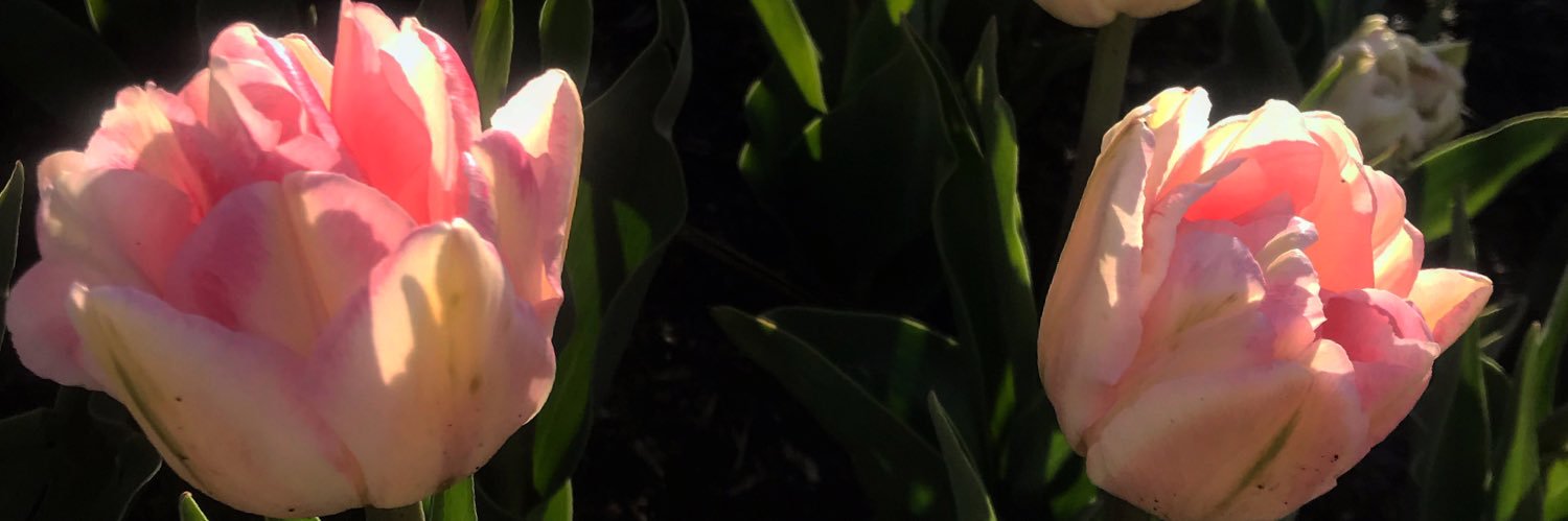 Zona3197's profile banner image