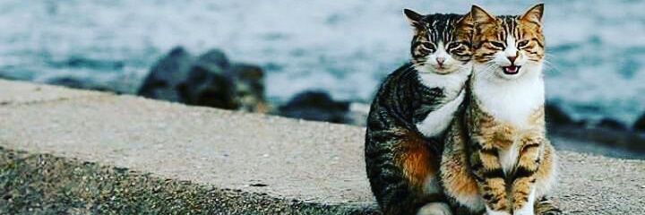 Mppit__'s profile banner image