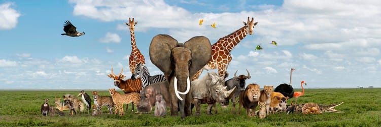 Tweet of Animals's banner
