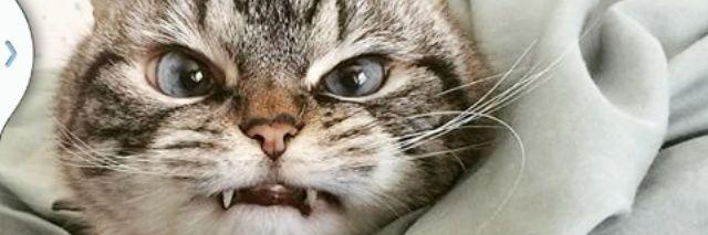 Frineeee's profile banner image