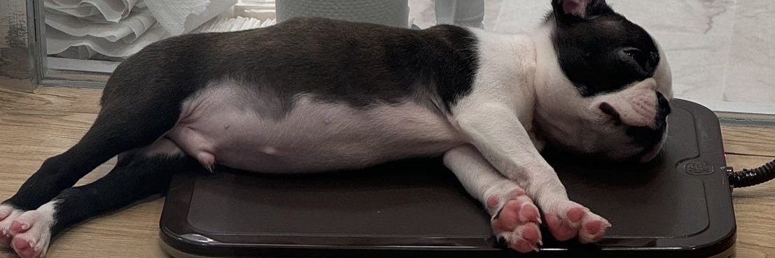 ボストンテリアのいぎーくん🐶✨️ banner