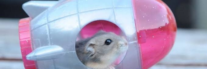 Princess Hamster 🐹 banner