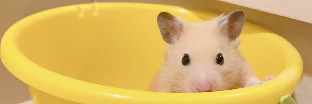ハムサピエンス's banner