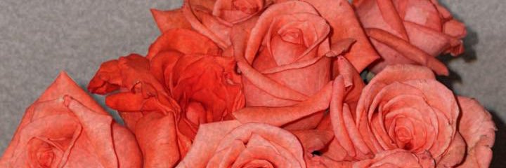 vannyquintero's profile banner image