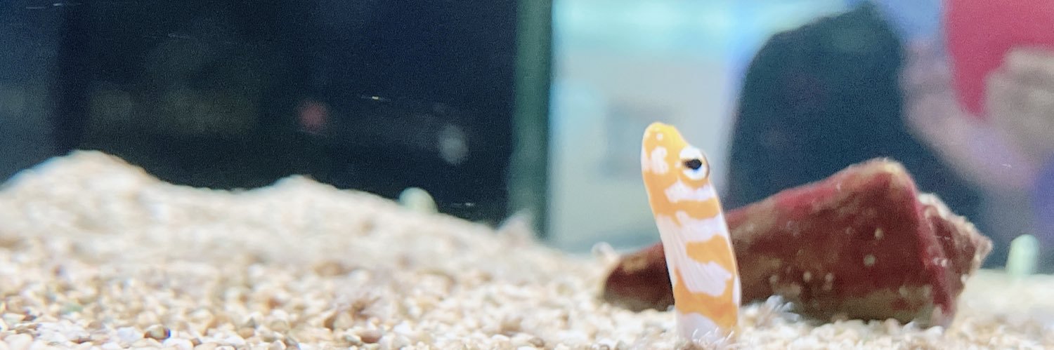 無虎（なとら） banner