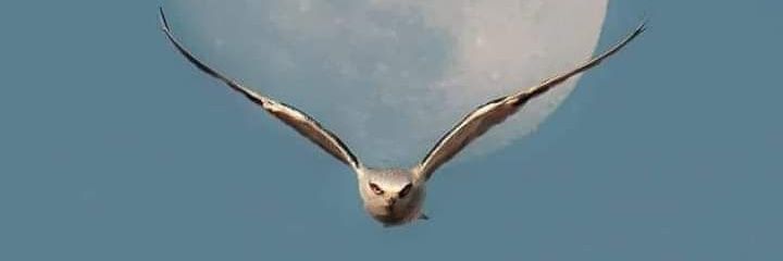 coroa_gostoso banner