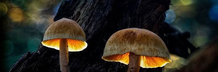 MUSHROOM 🍄NSFW🇺🇸🇺🇸🇺🇸🇺🇸 (18+) HOT BUTTY 🍑 banner