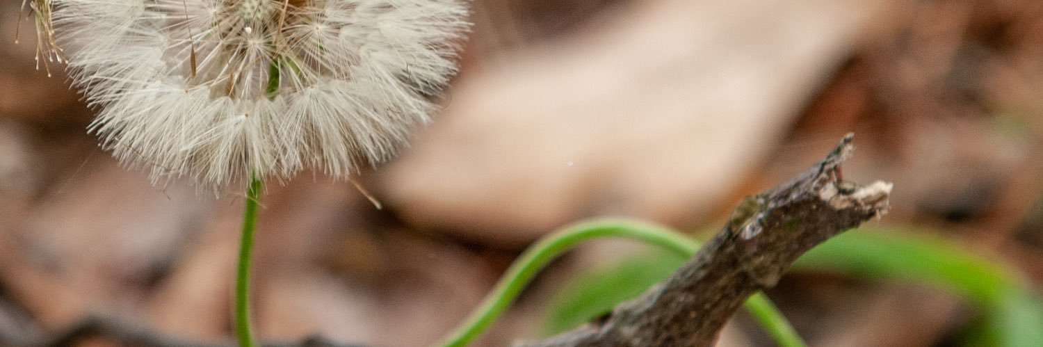 Sandra Audujas banner