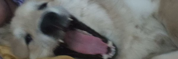 onul_fortune Profile Banner