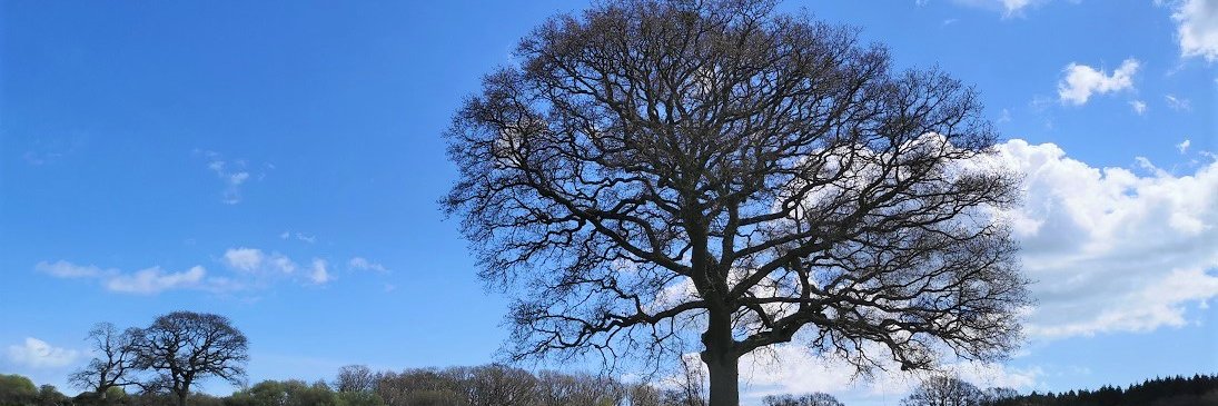 CopyTree - CA 21157 banner