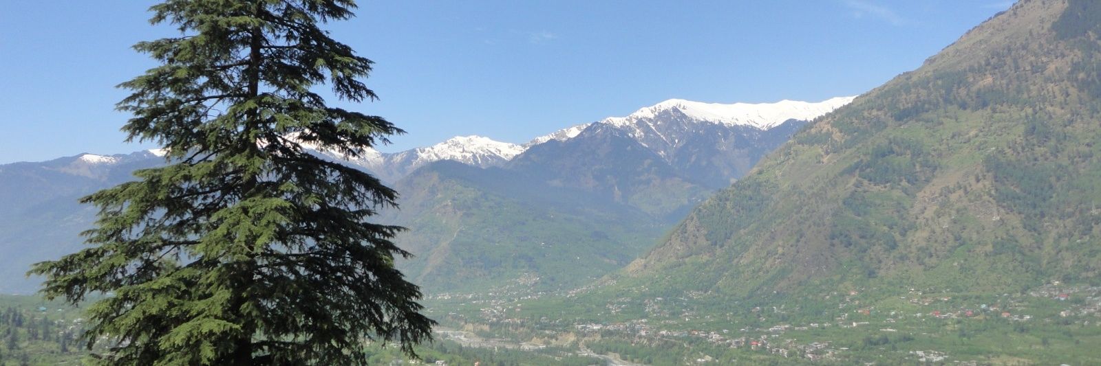 Cogitare's banner