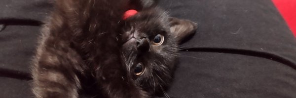 merein15 Profile Banner