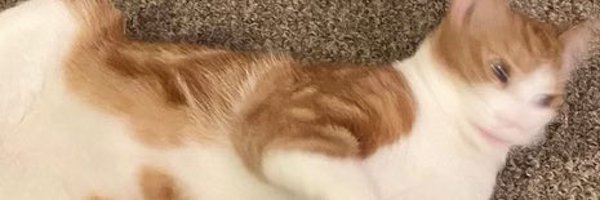 FrankieDoode Profile Banner