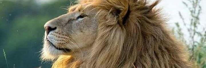 SolomonGetu1's profile banner image