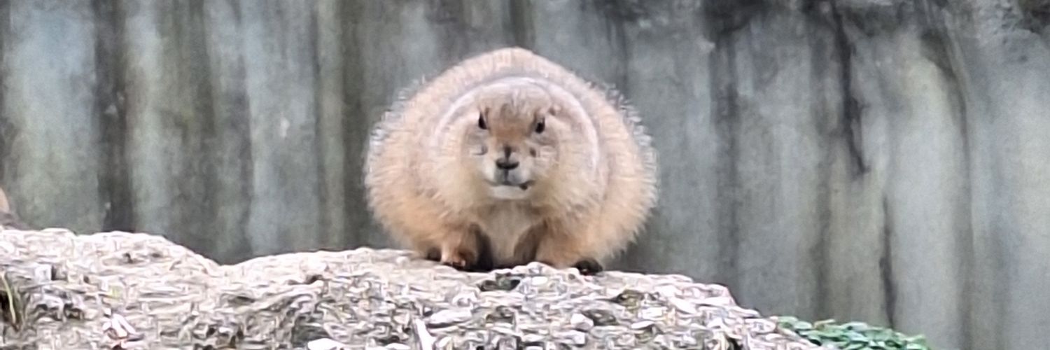 ヅ W i l 👨‍👩‍👧‍👧 banner