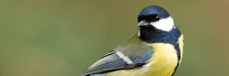 pjkoolmees's profile banner image